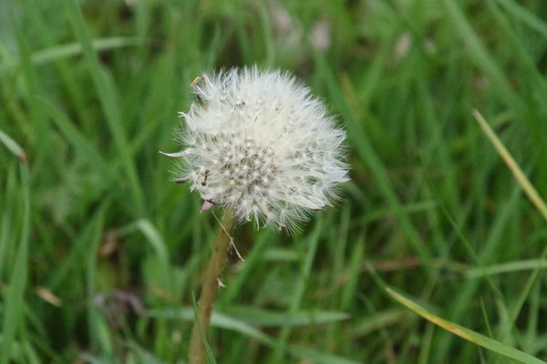 photo of Dandelion