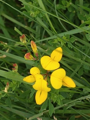 photo of Bird's Foot Trefoil