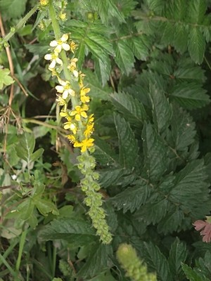 photo of Agrimony