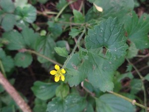 photo of Wood Avens
