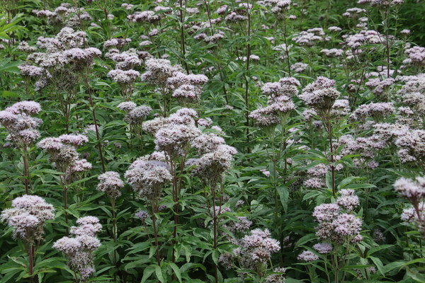 photo of Hemp Agrimony