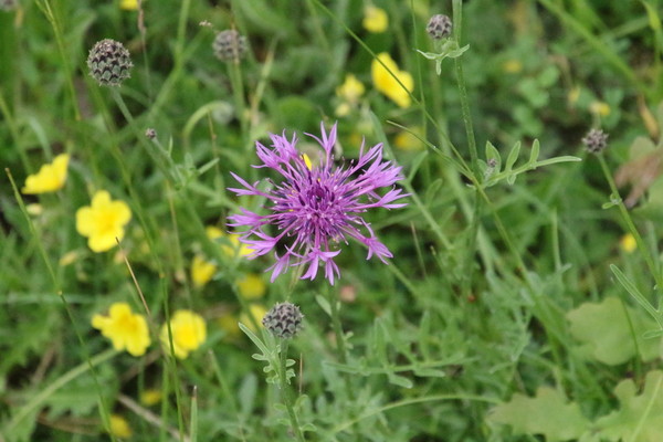 photo of Greater Knapweed