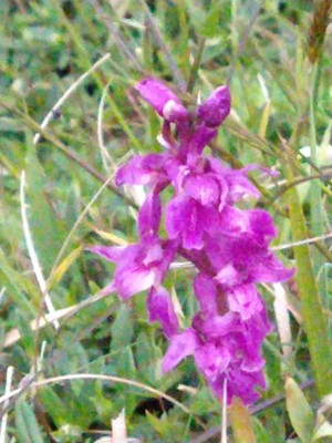 photo of Early Purple Orchid