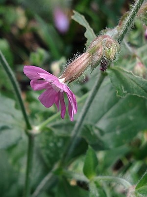 photo of Red Campion