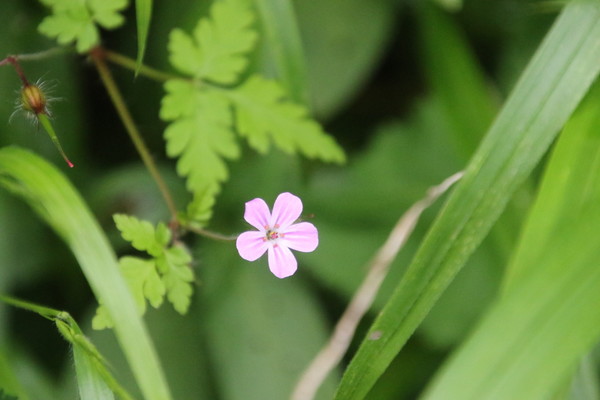 photo of Herb Robert