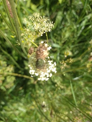 photo of Ribwort Plantain