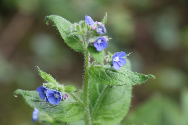 photo of Green Alkanet