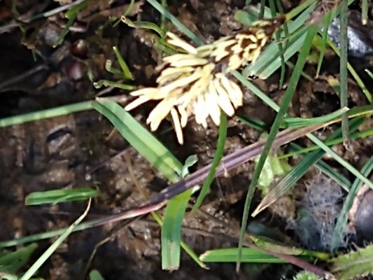 photo of Glaucous Sedge