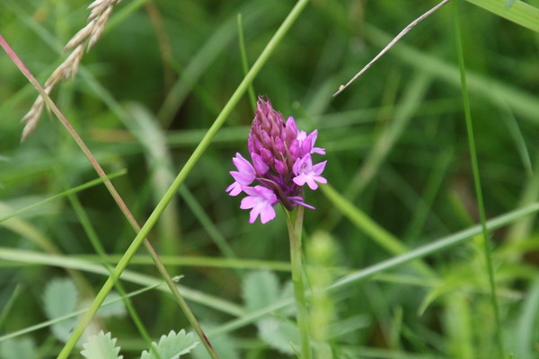 photo of Pyramidal Orchid