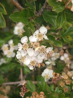 photo of Hawthorn