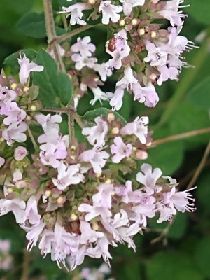 photo of Wild Marjoram