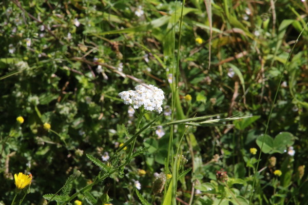 photo of Yarrow