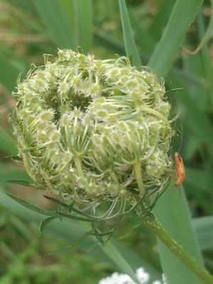 photo of Wild Carrot