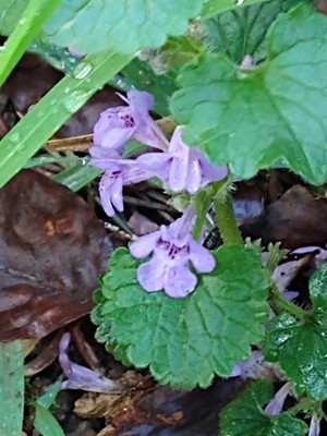 photo of Ground Ivy