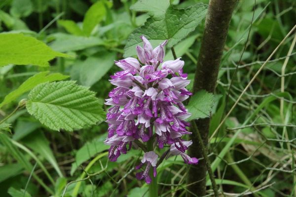 photo of Military Orchid