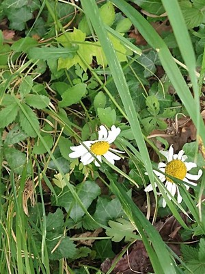 photo of Oxeye Daisy