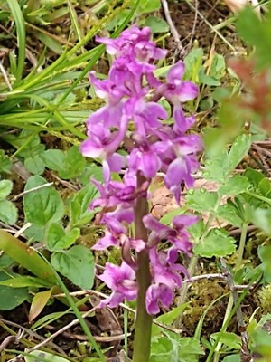photo of Early Purple Orchid