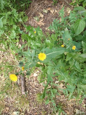 photo of Prickly Sow Thistle