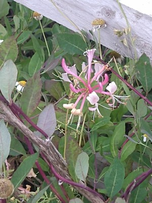 photo of Honeysuckle