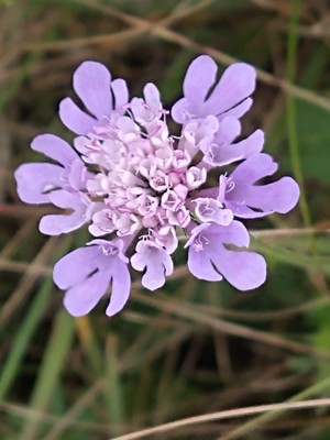 photo of Field Scabious