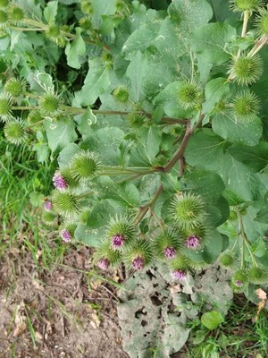 photo of Lesser Burdock