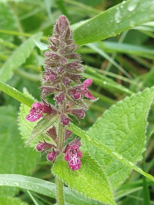 photo of Hedge Woundwort