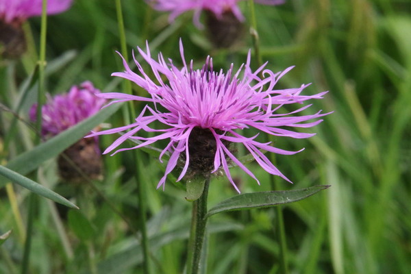 photo of Common Knapweed