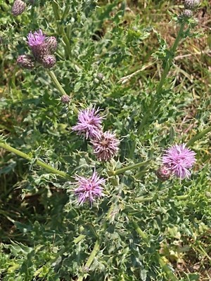 photo of Creeping Thistle