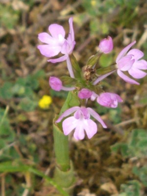 photo of Pyramidal Orchid