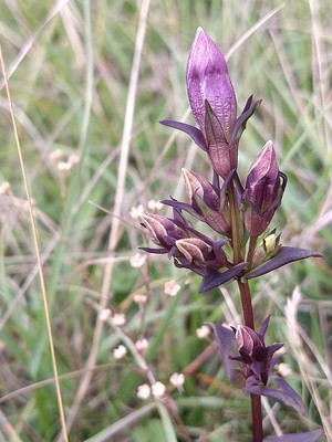 photo of Autumn Gentian