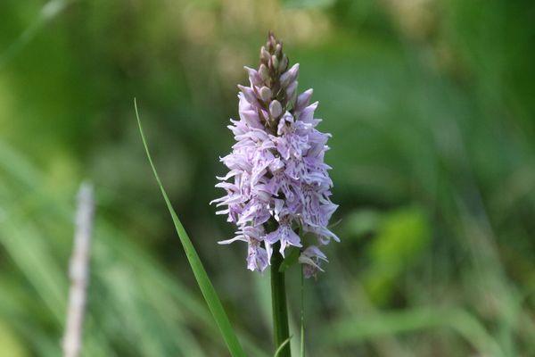 photo of Common Spotted Orchid