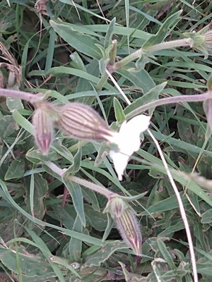 photo of White Campion