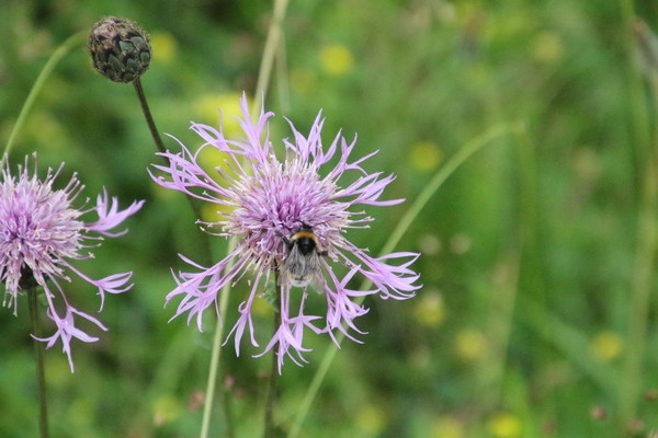 photo of Greater Knapweed