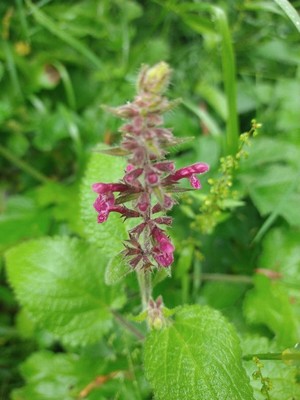 photo of Hedge Woundwort