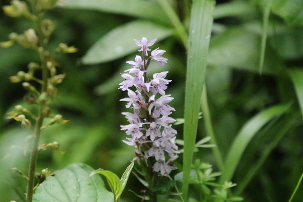 photo of Common Spotted Orchid