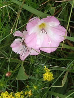 photo of Field Bindweed