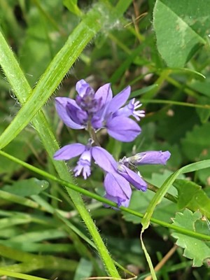 photo of Chalk Milkwort