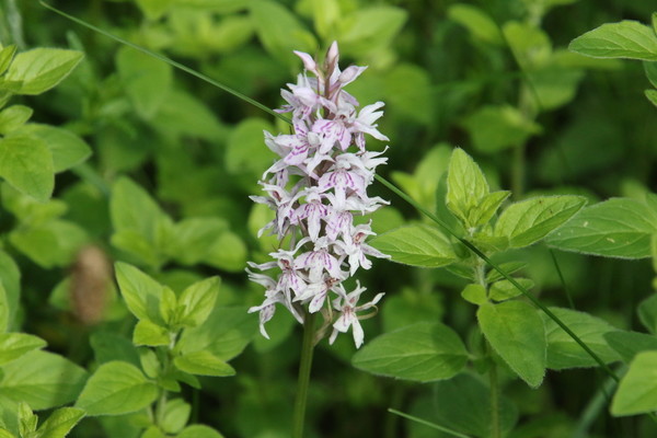 photo of Common Spotted Orchid