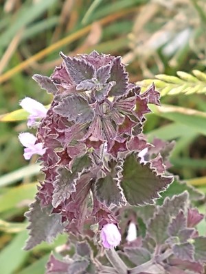 photo of Black Horehound
