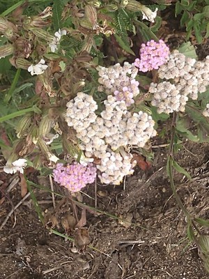 photo of Yarrow