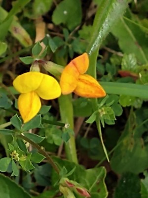 photo of Bird's Foot Trefoil