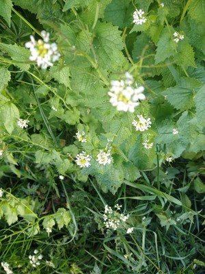 photo of Garlic Mustard