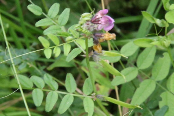 photo of Bush Vetch