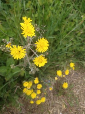 photo of Smooth Hawk's Beard