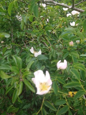 photo of Common Dog Rose
