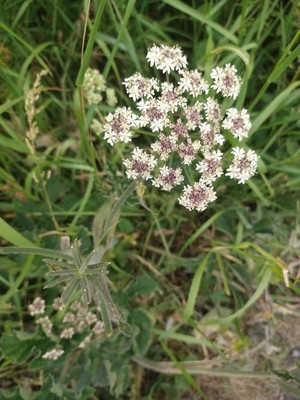 photo of Hogweed
