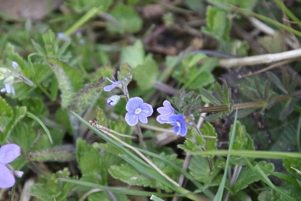 photo of Germander Speedwell