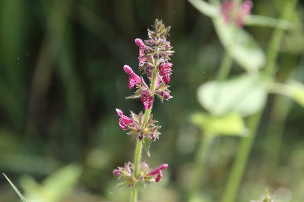 photo of Hedge Woundwort