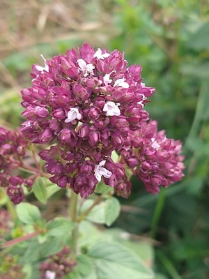 photo of Wild Marjoram