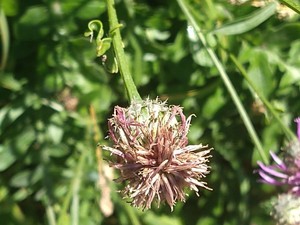 photo of Greater Knapweed